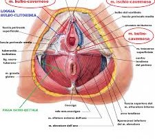 seminario pavimento pelvico a roma montesacro