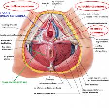 seminario pavimento pelvico a roma montesacro