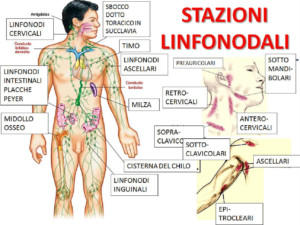 STAZIONI LINFONODALI