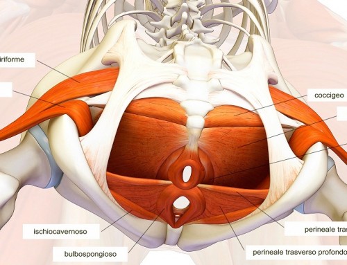 Lezioni OnLine – CAM 12 – Lezione Pavimento Pelvico Base