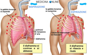 Come la respirazione influenza il sistema nervoso