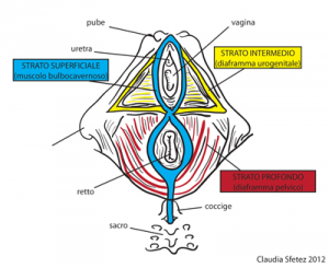 La relazione fra pavimento pelvico, lnterocezione, propriocezione ed esterocezione