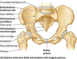 La relazione fra pavimento pelvico, lnterocezione, propriocezione ed esterocezione 