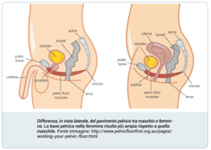 Come il pavimento pelvico può supportare il tuo stato di benessere