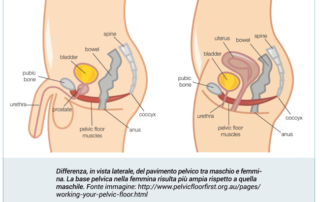 Come il pavimento pelvico può supportare il tuo stato di benessere