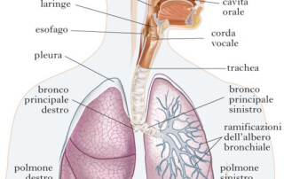 Che rapporto c’è fra il mal di schiena e la respirazione