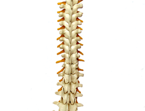 Lezione n. 2 : Migliorare la flessibilità della tua colonna vertebrale