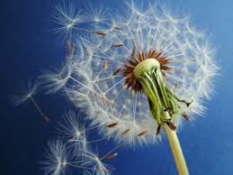 Il Respiro come fonte di Inspirazione